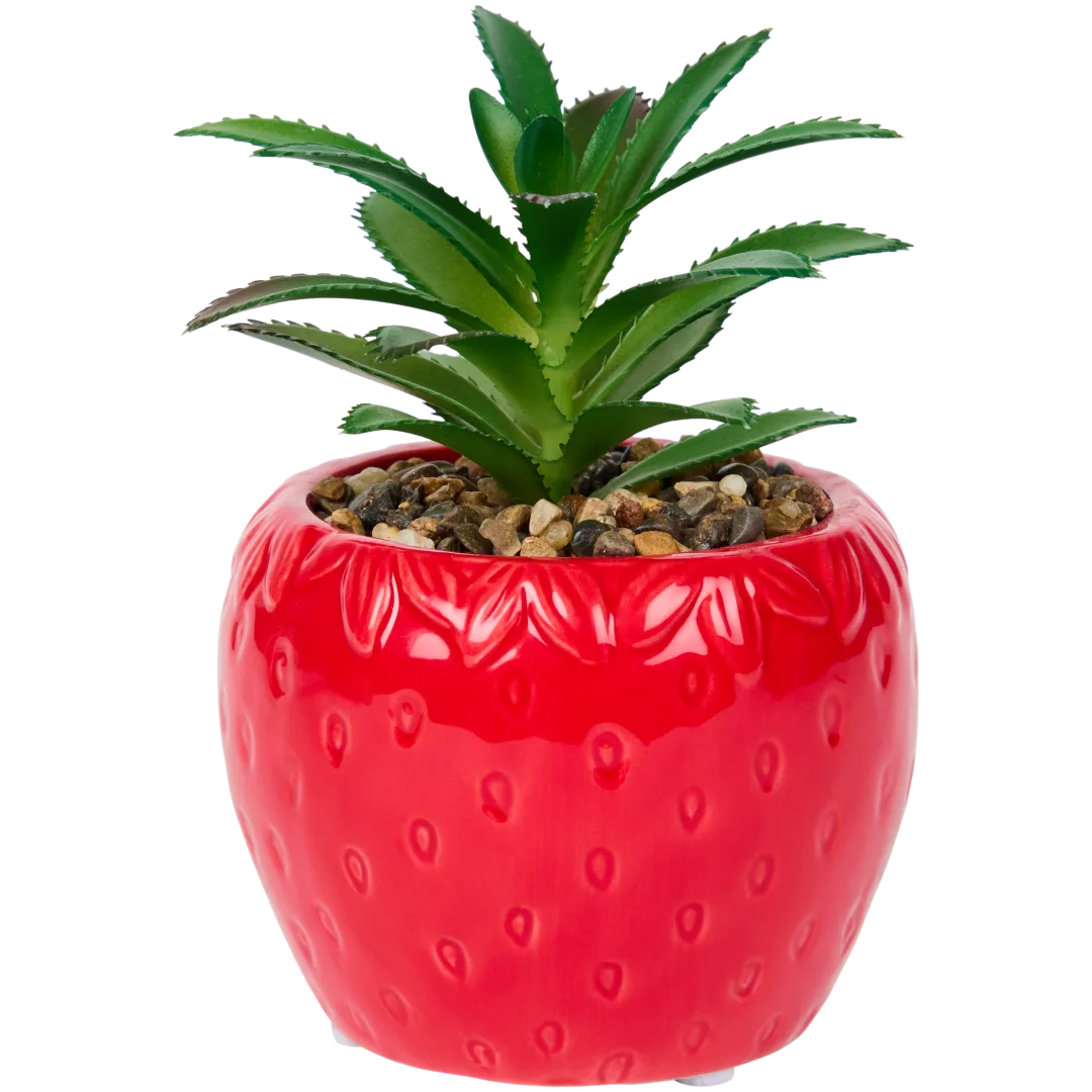 Plante grasse en pot