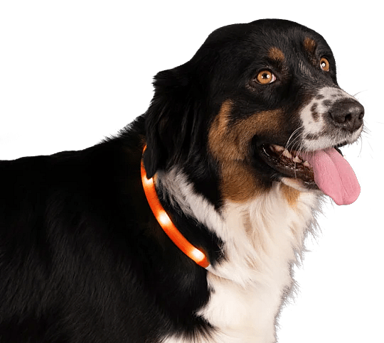 Nightwalk Safety Collar Halsband Hond | 13408
