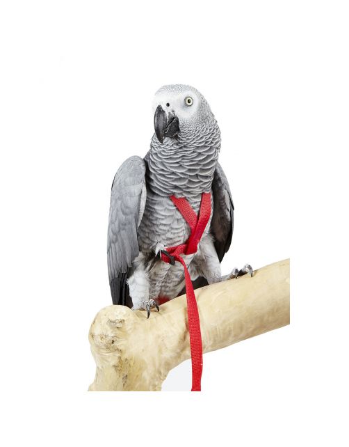 Sky Pet Products Vogelharnas Avian Adventure Harness - Vogelaccessoires - per stuk Small