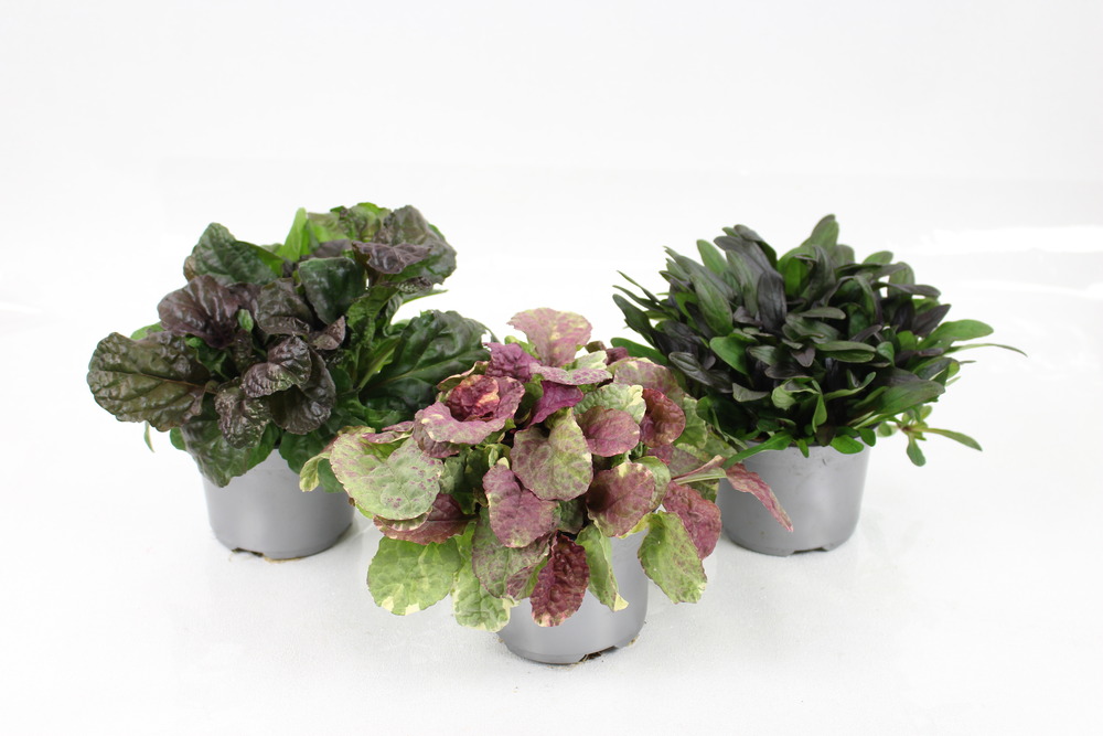 Plant de ajuga pot 10,5 cm