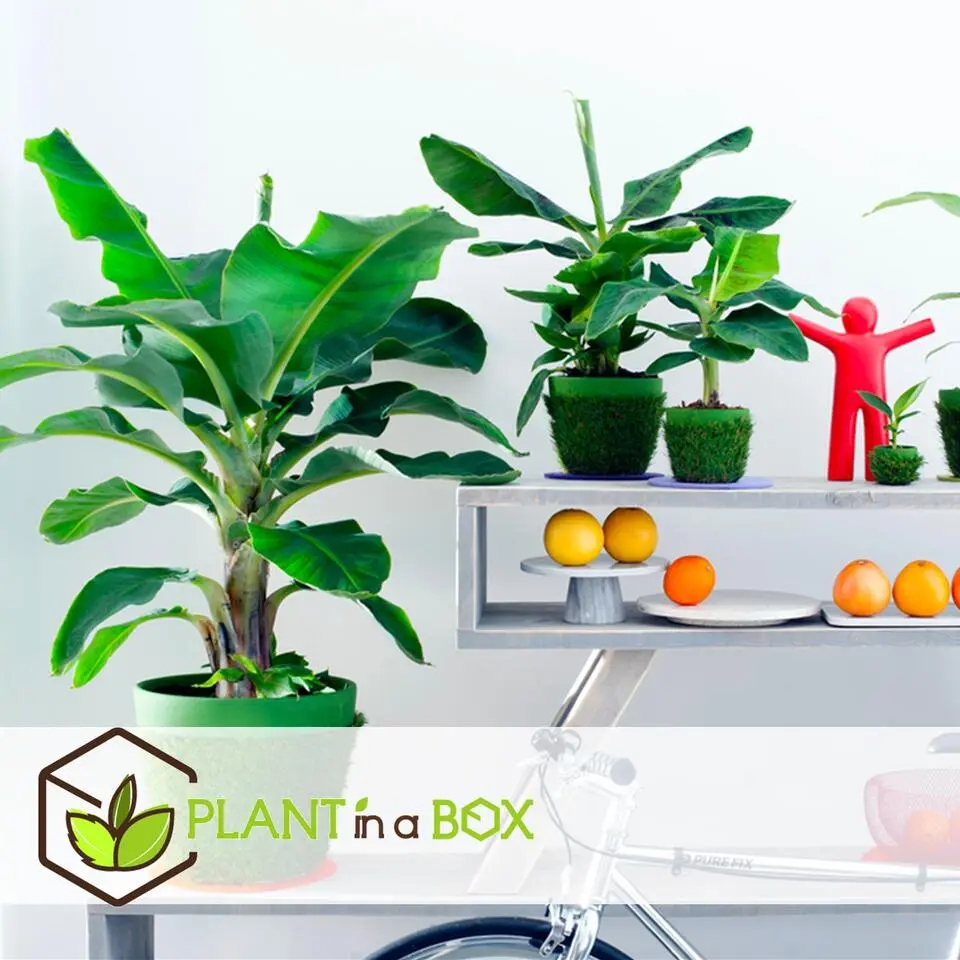 Bananenplant - Set van 2 - Musa 'Oriental Dwarf' - Hoogte 25-40cm - ⌀12cm