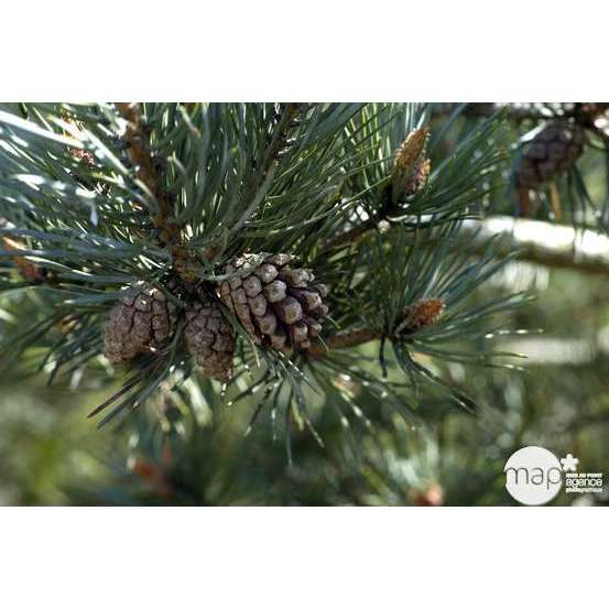 Pinus Sylvestris Watereri : H 40 cm : Pot diamètre 10 cm