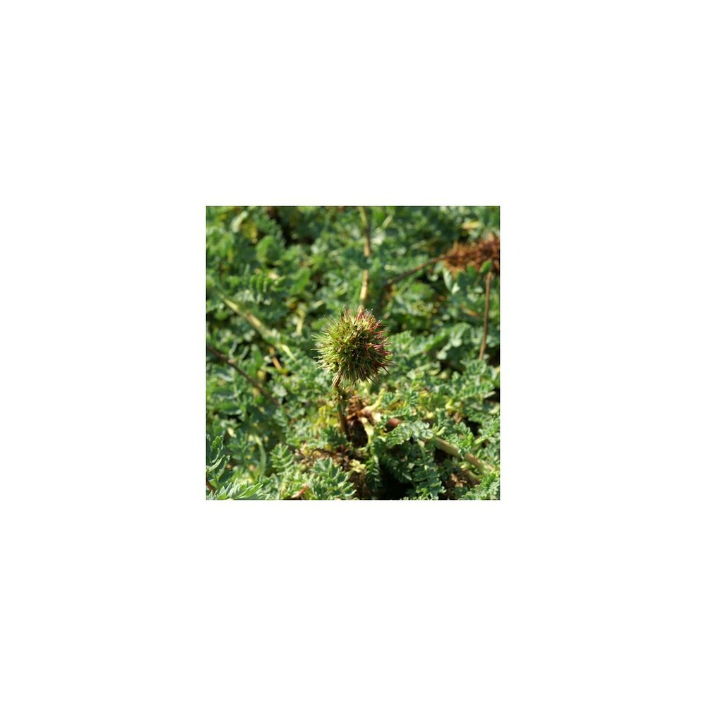 Lampourde de magellan, acaena magellanica/acaena magellanica[-]godet