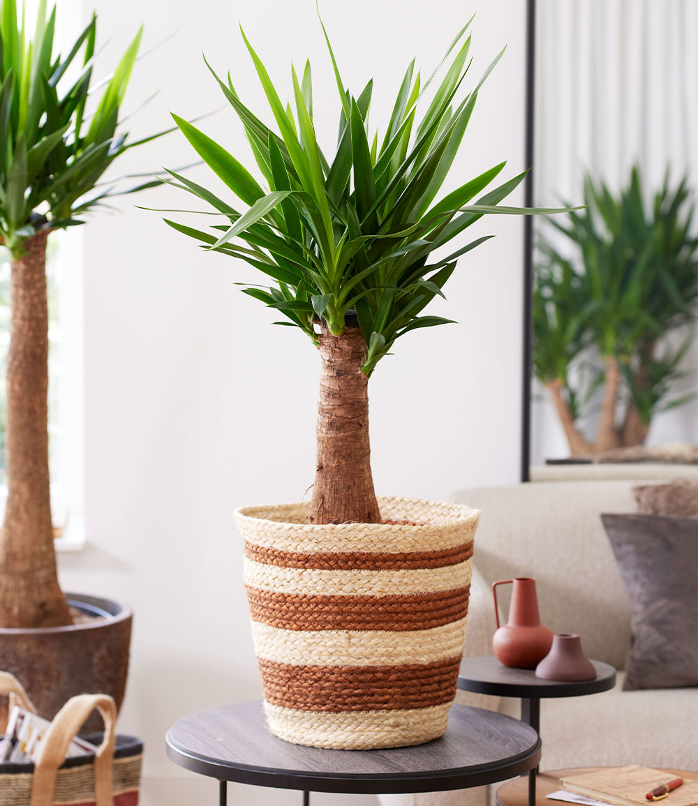 Yucca Palme 'Maya' ca. 60 cm hoch