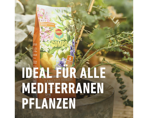 COMPO langzaamwerkende meststof voor mediterrane planten 1,5 kg, voor olijfbomen, citrusbomen, oleanders, enz.
