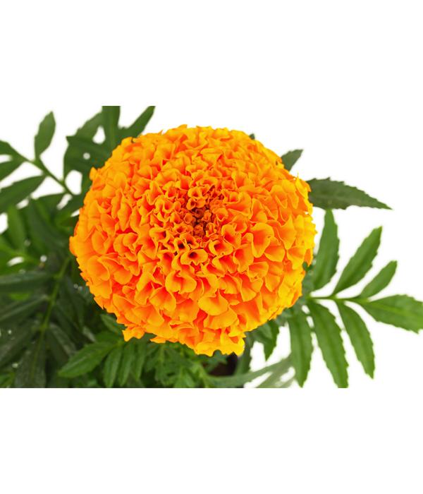 Studentenblume, großblumig, verschiedene