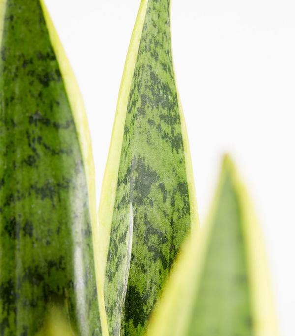 Bogenhanf - Sansevieria trifasciata var.