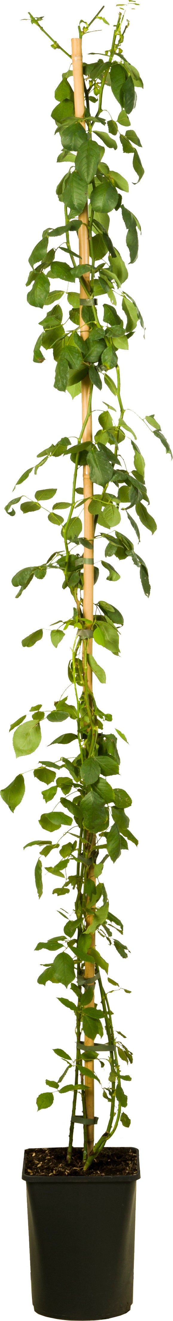 Klimroos (Rosa (K) 'Paul's Scarlet Climber') D 23 H 210 cm