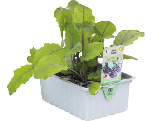 Koolrabi blauw 'Blaro' FloraSelf Brassica oleracea verpakking van 6