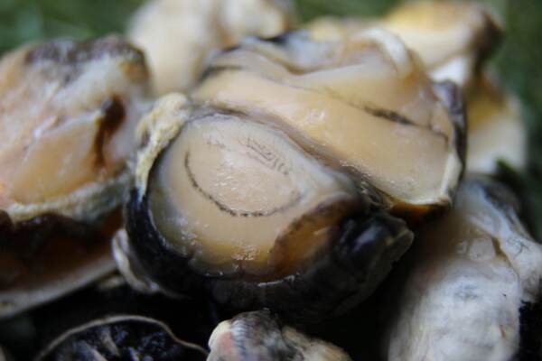 Subgrubs 'Natural Bait' Ready To Fish Emmer (Pellets   Liquide   Escargots)