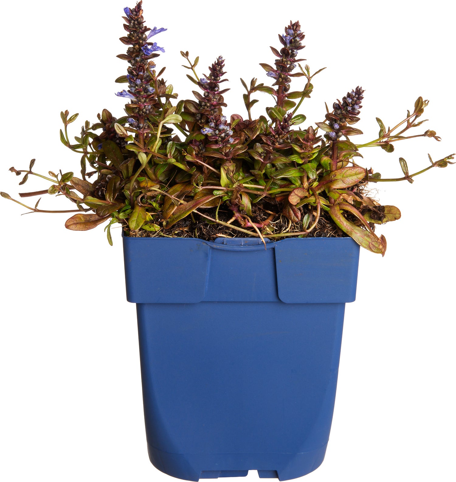Kruipend zenegroen (Ajuga Chocolate Chips) D 11 H 15 cm
