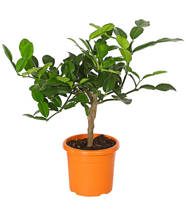 Dehner Gourmet Garten Kaffir-Limette