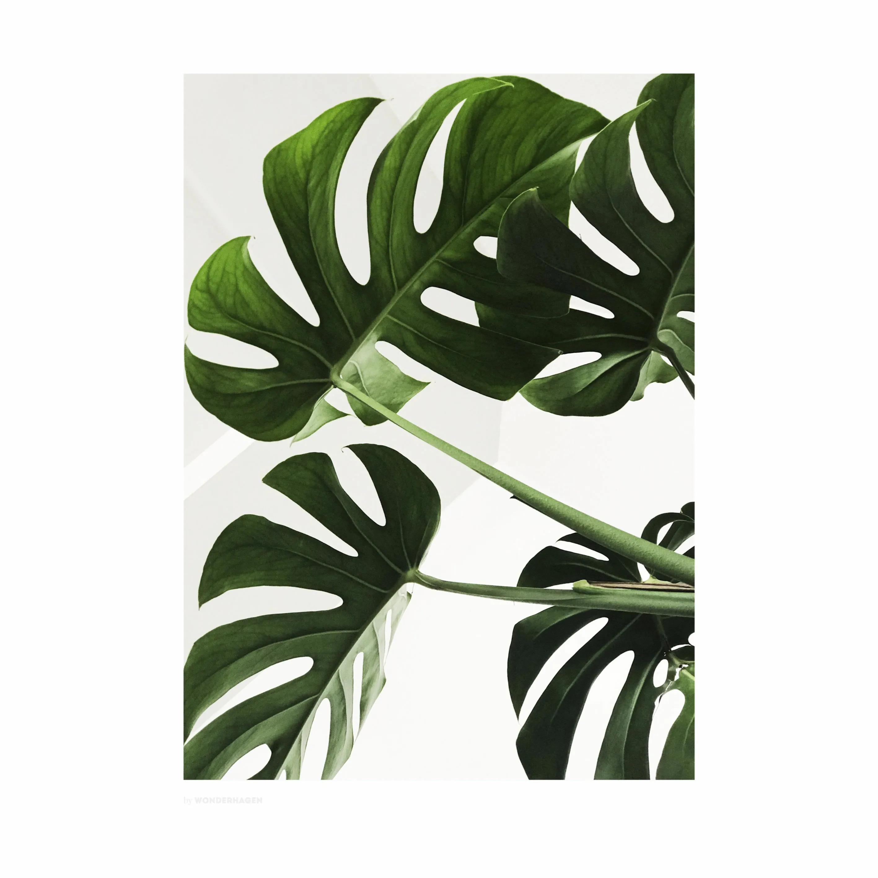 Poster&Frame Plakat Monstera