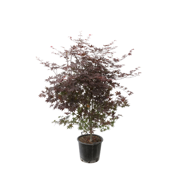 Acer Japonicum 'Palmatum Blood Good' C30L h.100/125cm