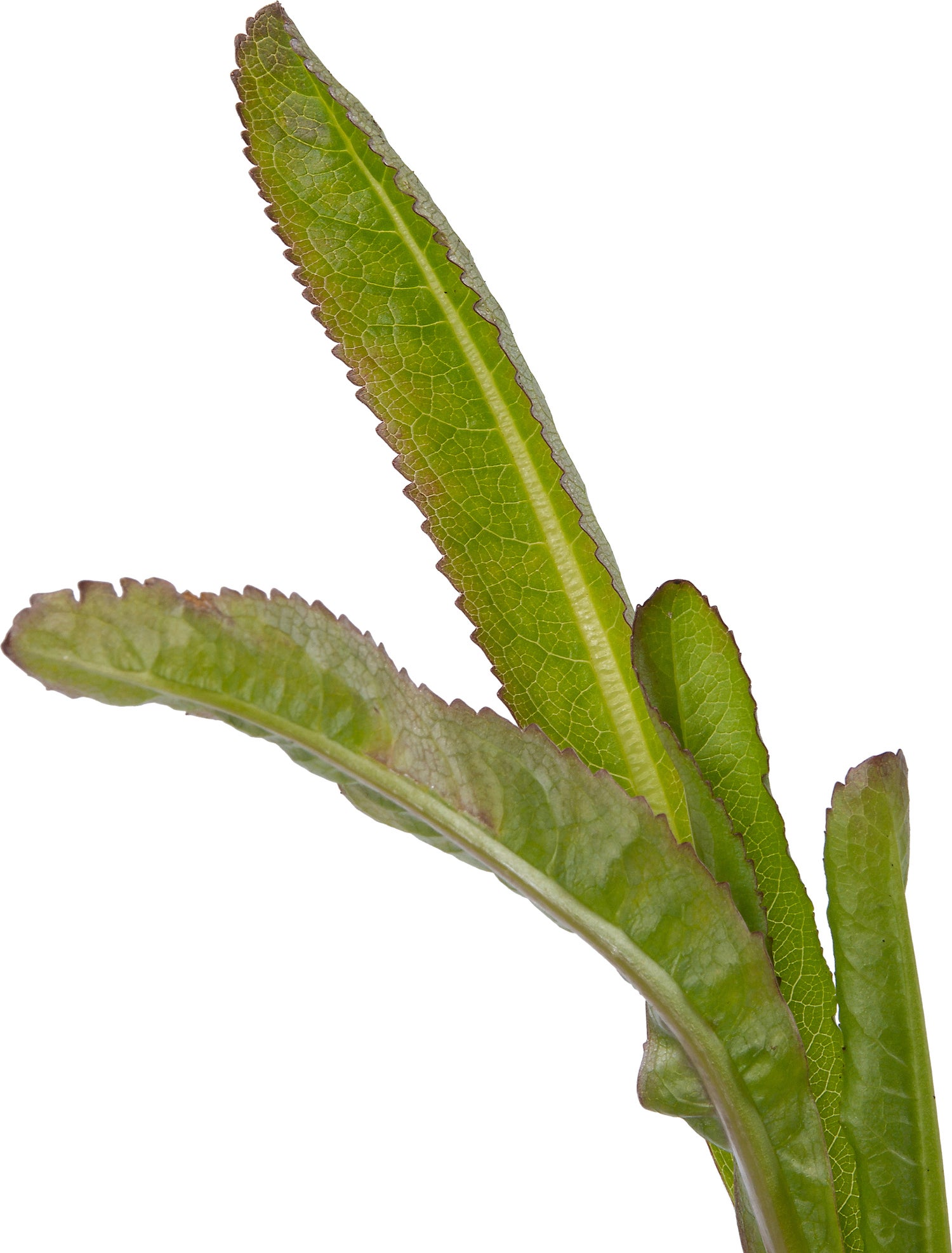 Kaardebol (Dipsacus fullonum) D 9 H 10 cm