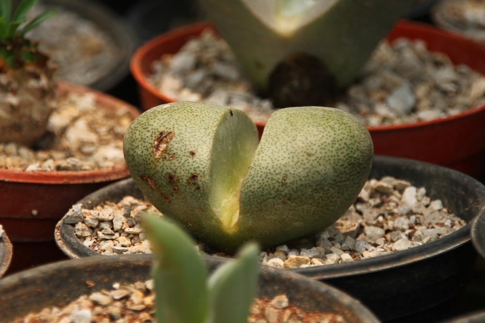 Kit cadeau - cleft stone - 40 graines - pleiospilos nelii