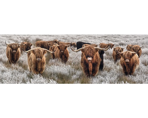 Canvasprint van een buffelkudde, 150x50 cm