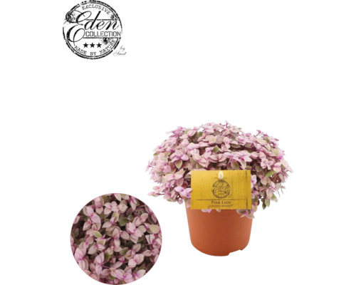 Roze kussenplant (Callisia rosato) FloraSelf, ca. 19 cm hoog, potdiameter 10,5 cm