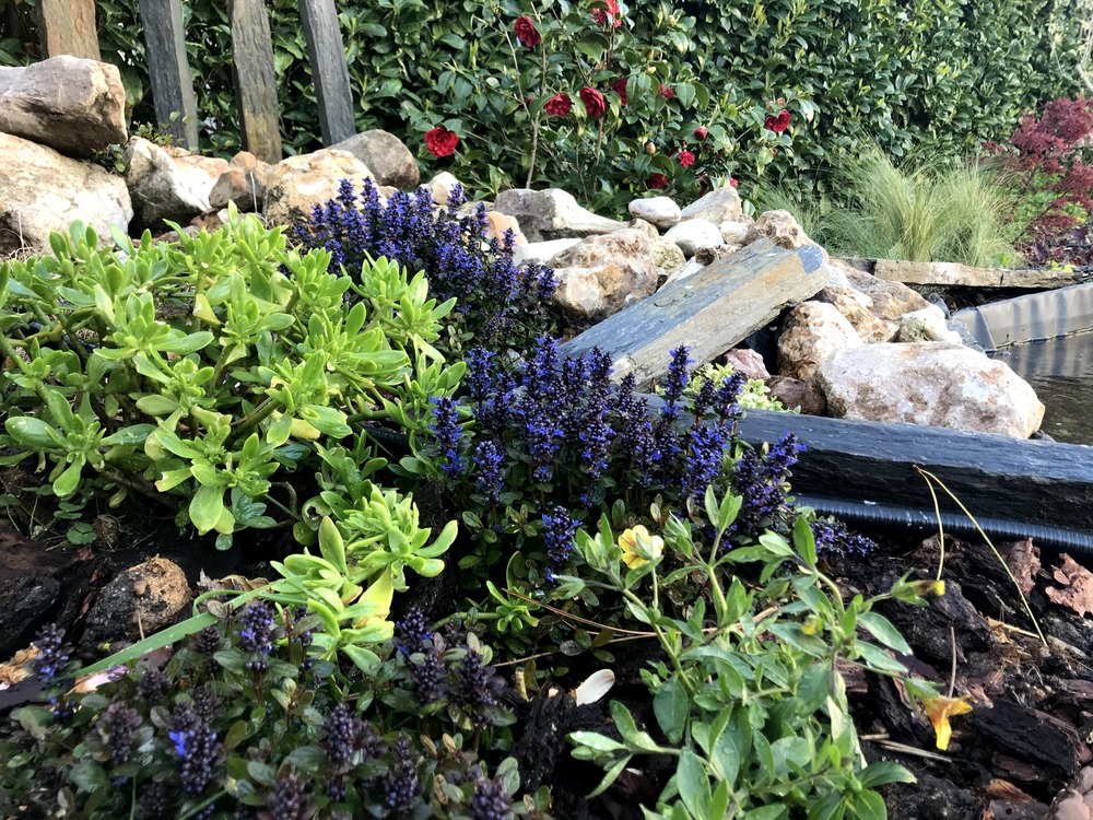 Plant de ajuga pot 10,5 cm