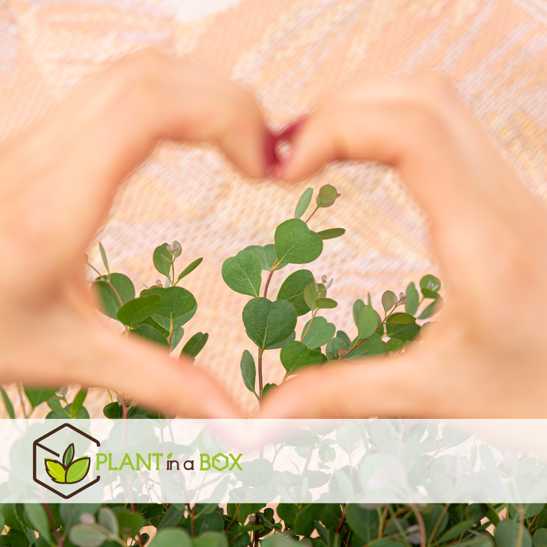Eucalyptus botanic hearts - set de 2 - pot 19cm - hauteur 40-50cm