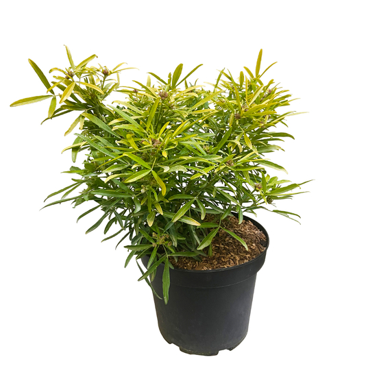 Choisya x 'Aztec Gold':pot 7L MDD