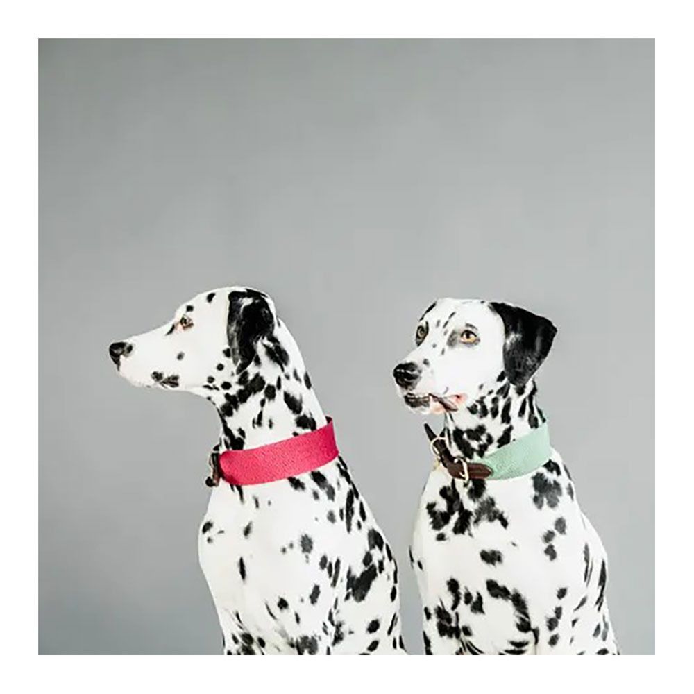 Kentucky JACQUARD-  Collier pour chien olive green