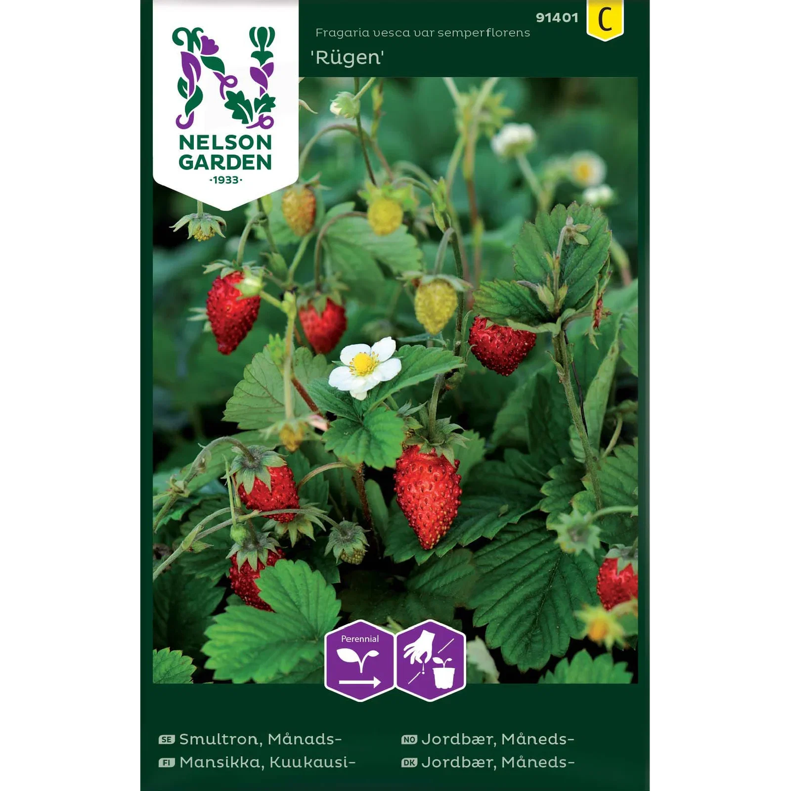 Fragaria vesca var semperflorens Månedsjordbær 'Rügen'