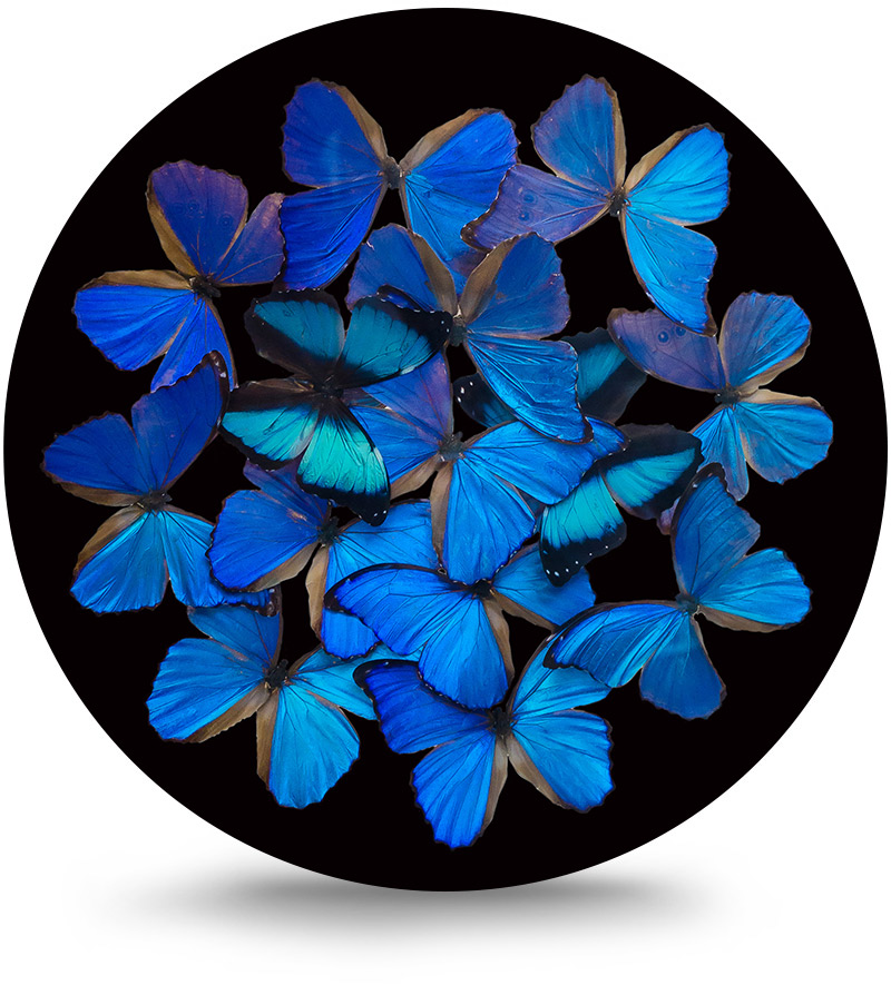Rond schilderij aluminium Blauwe vlinders 60 cm