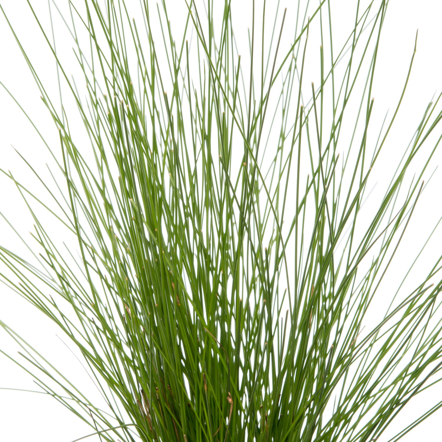 Naaldgras (Scirpus cernuus) D 11 H 22 cm