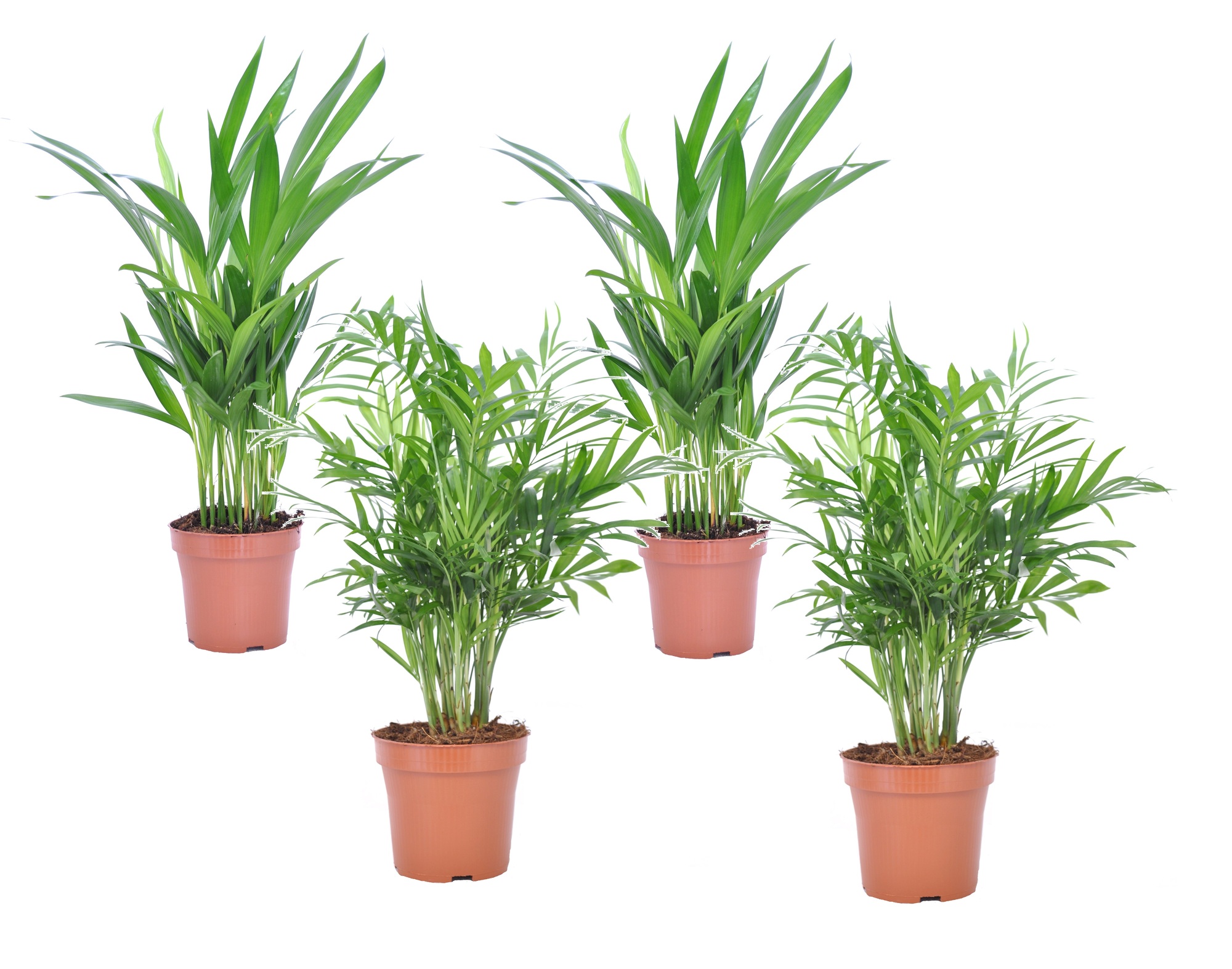 Mini idoor palmmix - set de 4 - pot 12cm - hauteur 25-40cm