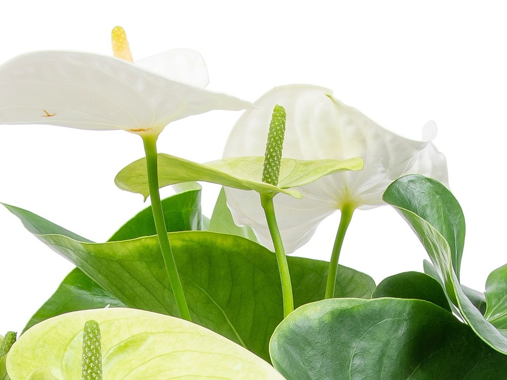 Anthurium 'aristo' blanc - flamingo plant - entretien facile - ⌀12 cm - ↕30-40 cm