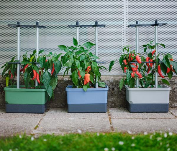 Gusta Garden Chili-Pflanztopf Charly Chili,