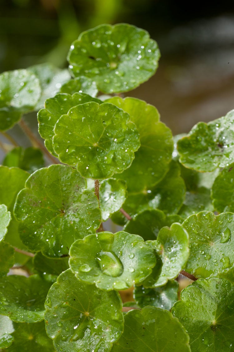 Waternavel (Hydrocotyle vulgaris) D 18 H 30 cm