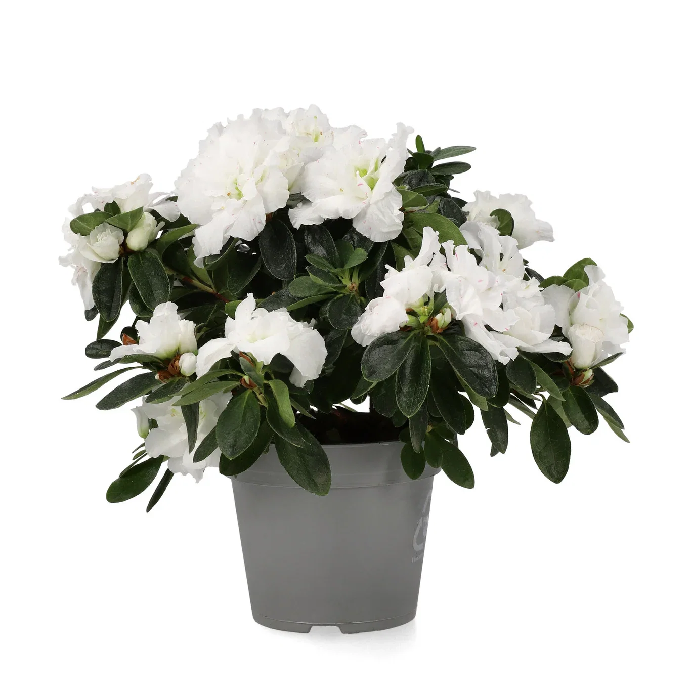 Rhododendron simsii Asalea Ø12 cm