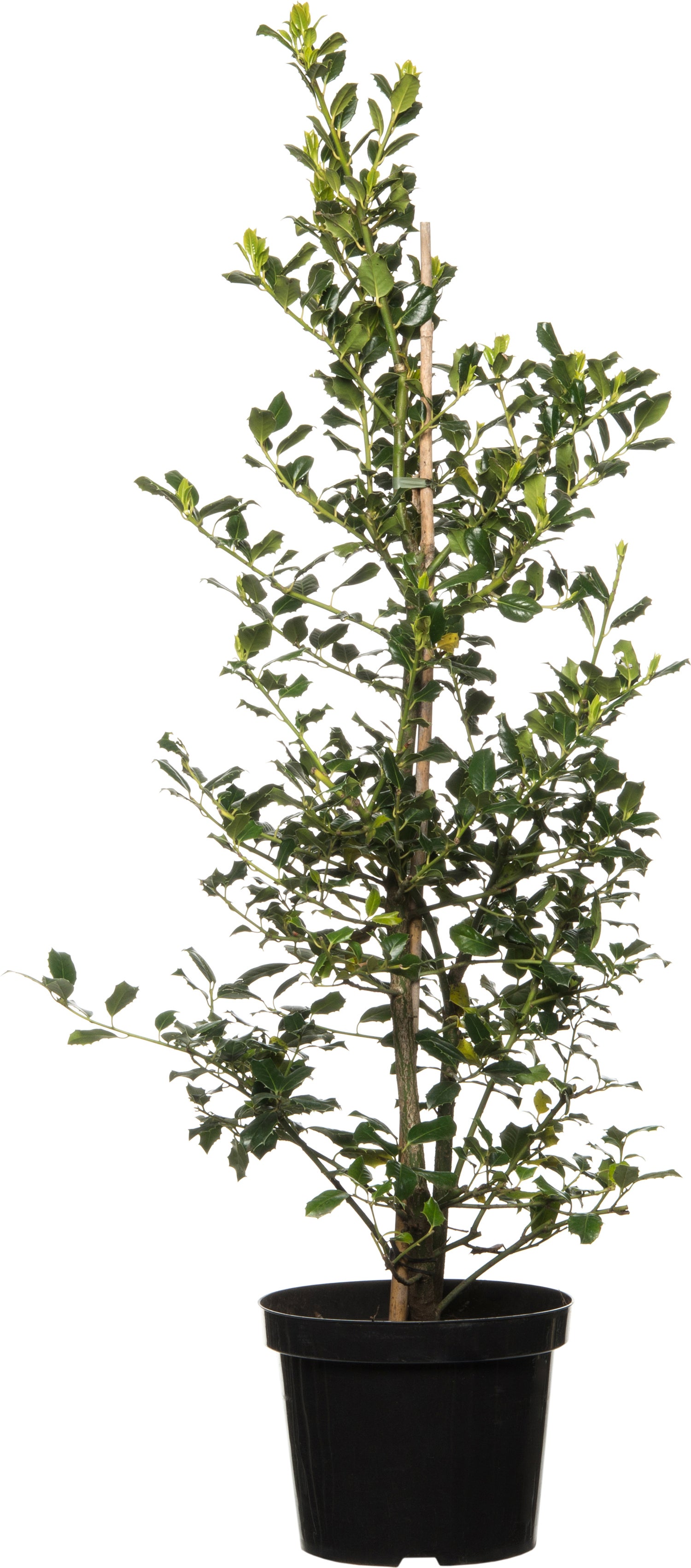 Hulst (Ilex aquifolium 'JC van Tol') D 27 H 80 cm