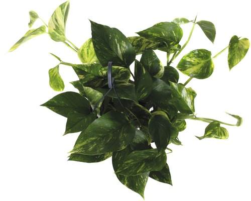 Pothos hangplant FloraSelf Scindapsus aureum H 34-45 cm Ø 15 cm pot