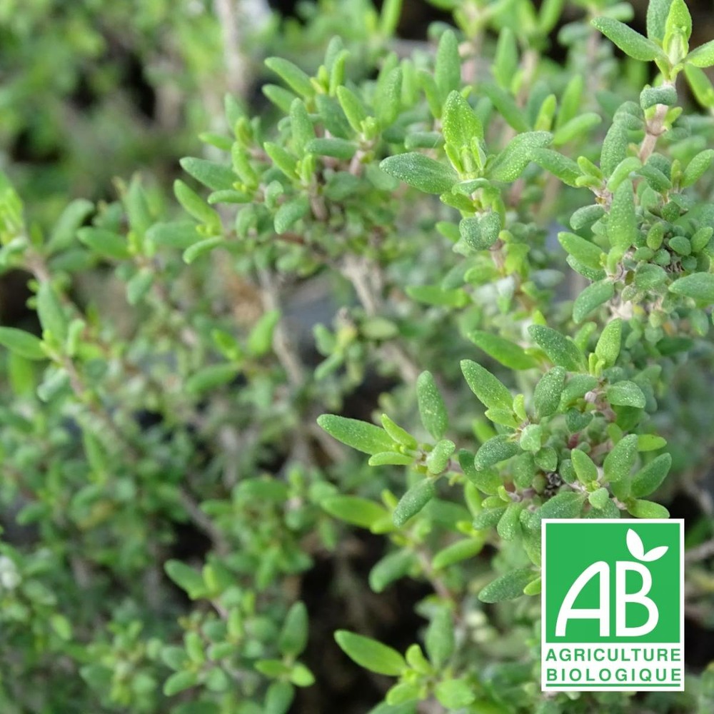 Thym commun compact bio/thymus vulgaris compactus[-]lot de 5 godets