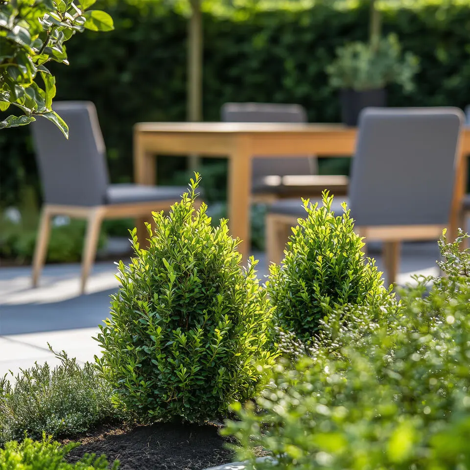 Japanse hulst - Set van 2 - Ilex crenata 'Jenny' - Hoogte 55-65cm - ⌀21cm