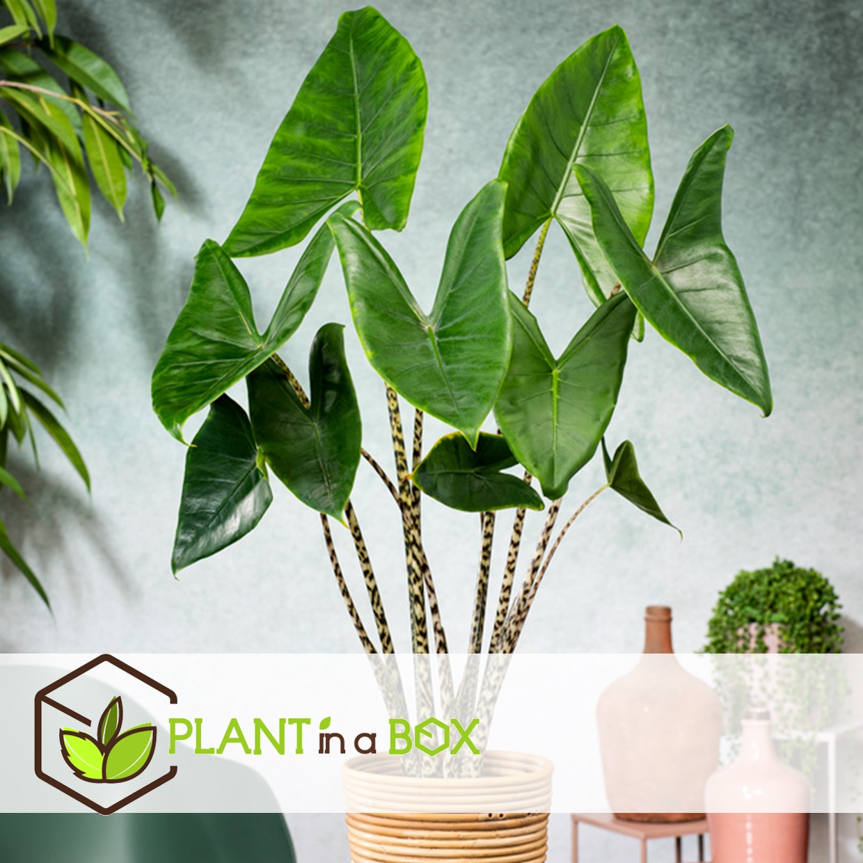 Alocasia zebrina - plante d'intérieur xxl - pot 32cm - hauteur 140-150cm