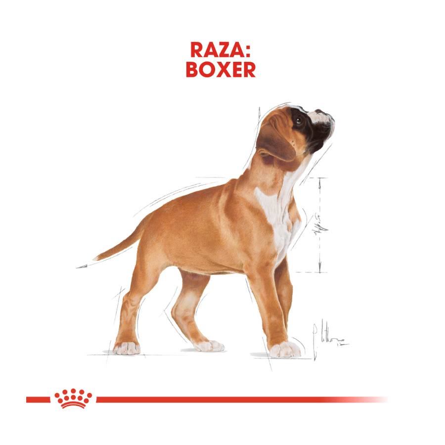 Ração Royal Canin Puppy Boxer para cães