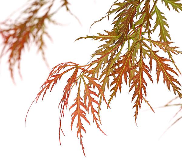 Dunkelroter Schlitz-Ahorn 'Dissectum Garnet'