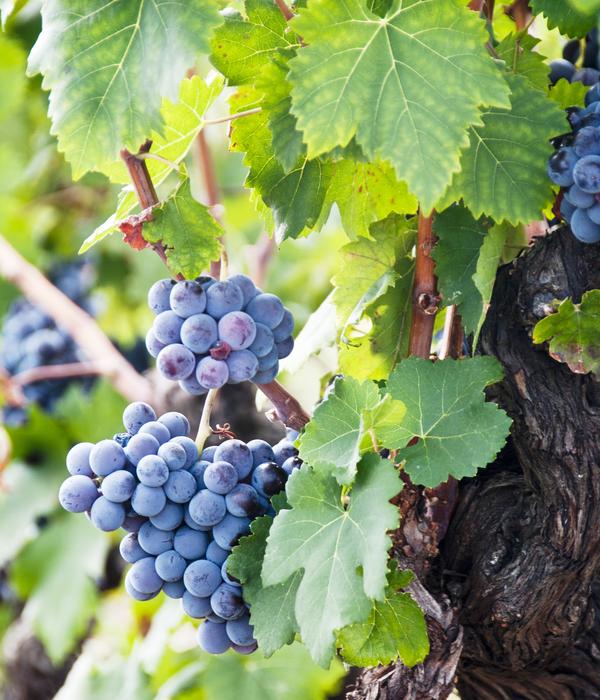 Weinrebenstamm