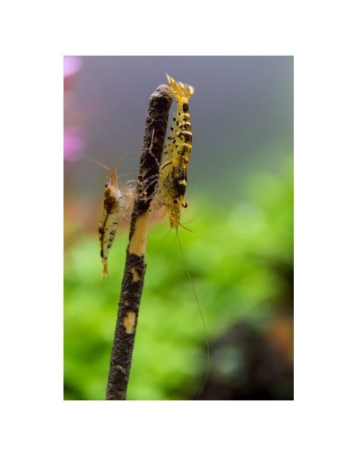 Shrimp Lolly Walnut 10 stuks 15g