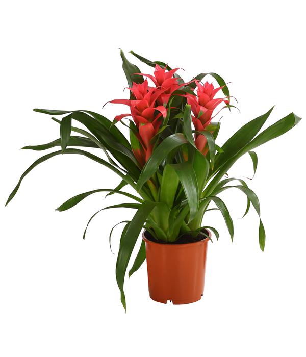 Bromelie - Bromeliaceae, verschiedene Farben