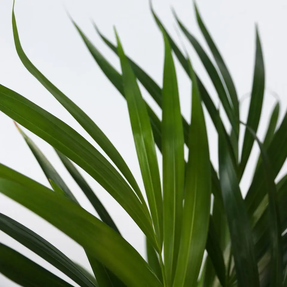 Groen Duo - Set van 2 - Spathiphyllum, Dypsis lutescens - Hoogte 60-75cm - ⌀17cm