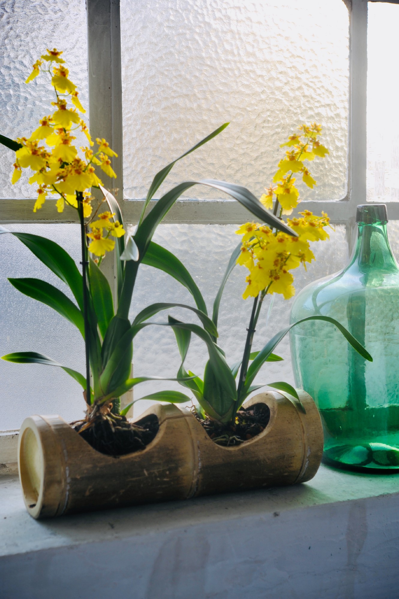 2er Bambusvase, T 40 cm, B 14 cm, H 13 cm von fischer's lagerhaus