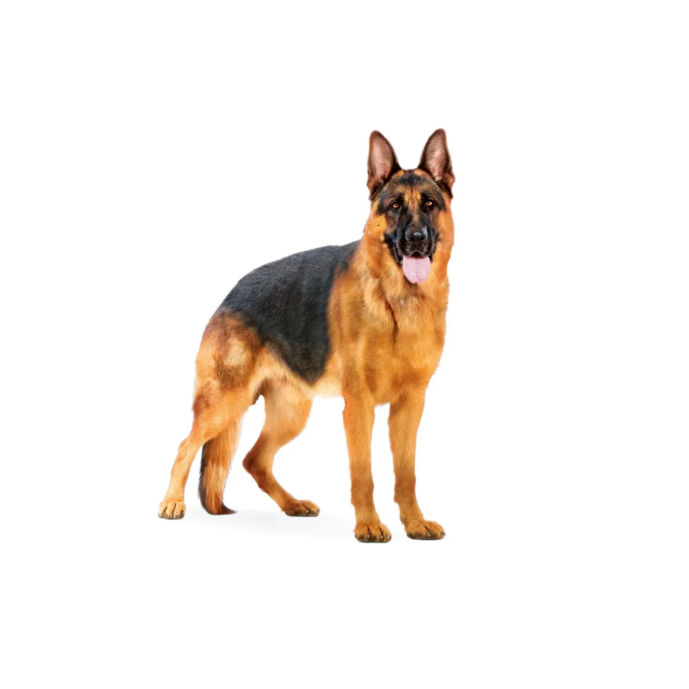 Royal Canin Royal Canin Maxi Adult 15 kg