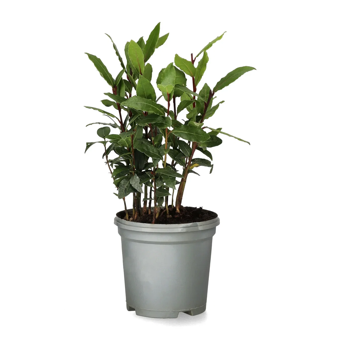 Laurus nobilis Laurbær Ø12 cm