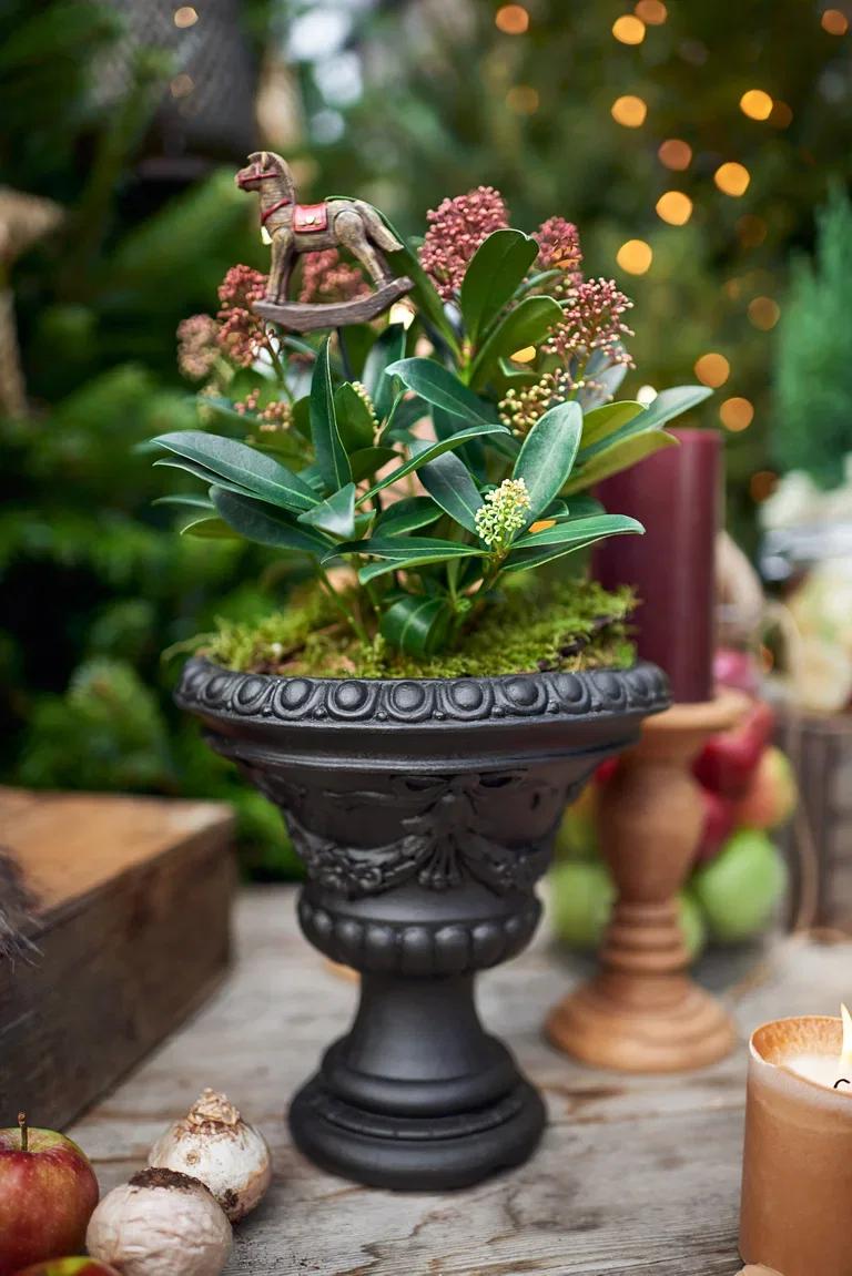 Skimmia japonica 'Rubella' Skimmia japonica 'Rubella' Ø17 cm