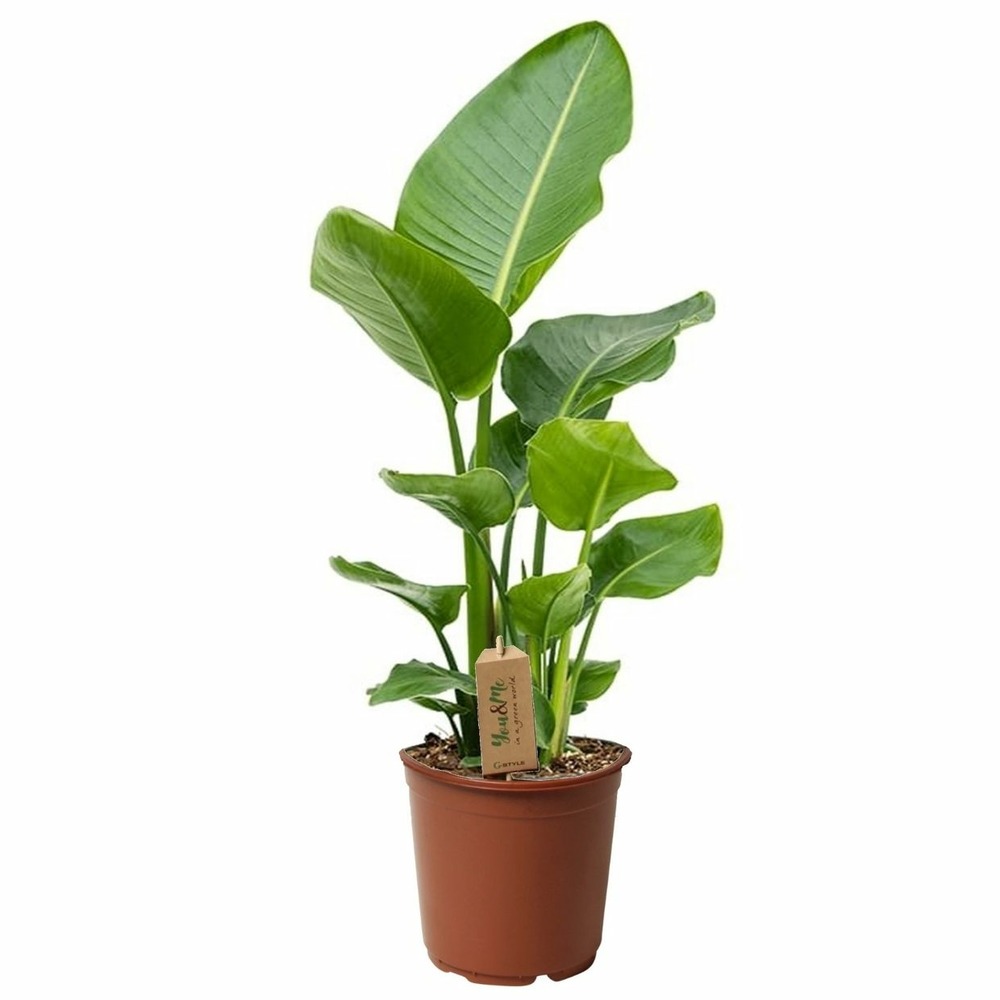 Strelitzia nicolai - plante oiseau de paradis - pot 17cm - hauteur 55-70cm